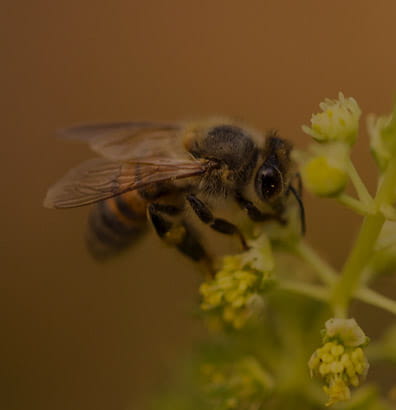 Honey stingless bees